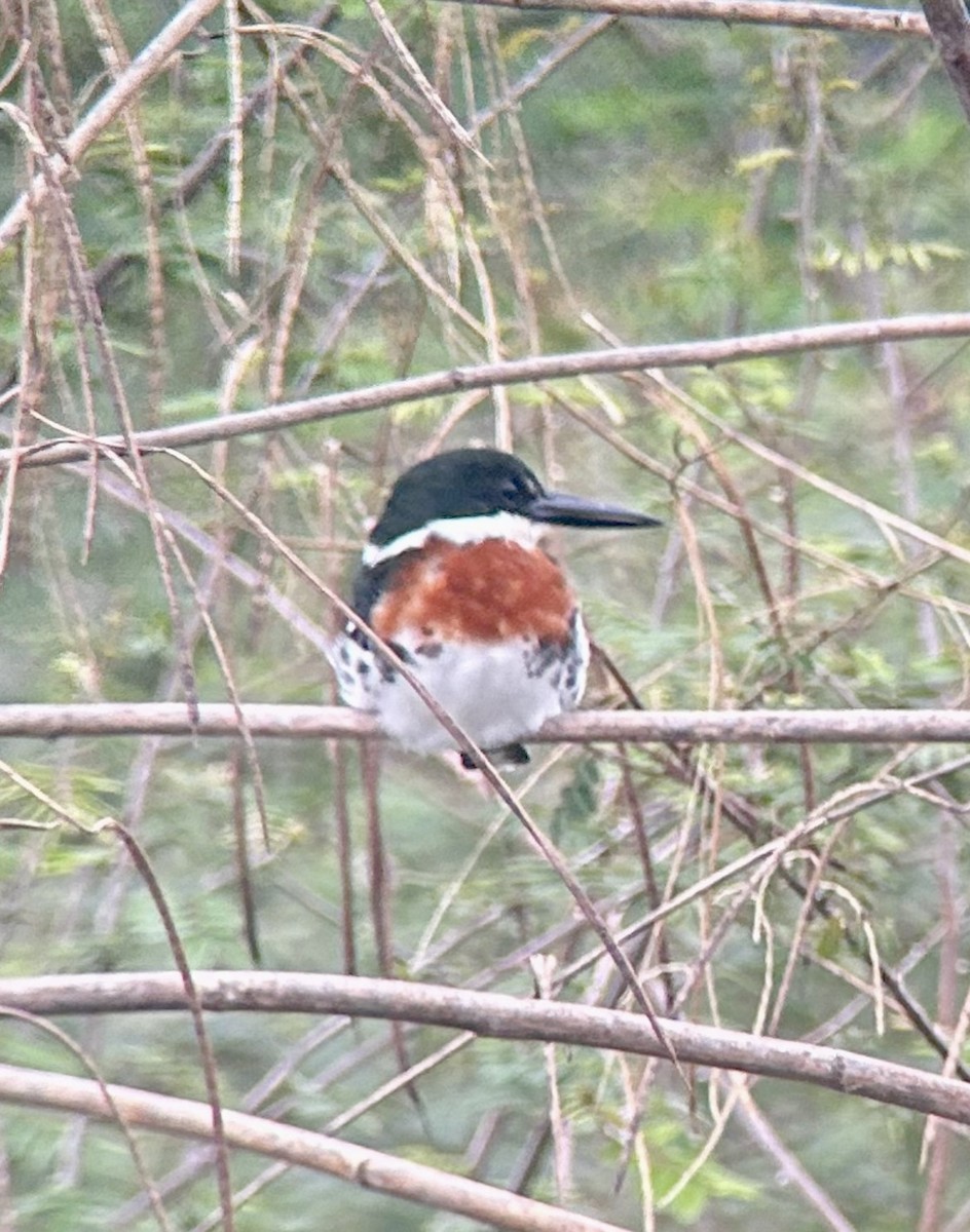 Grünfischer - ML646467525