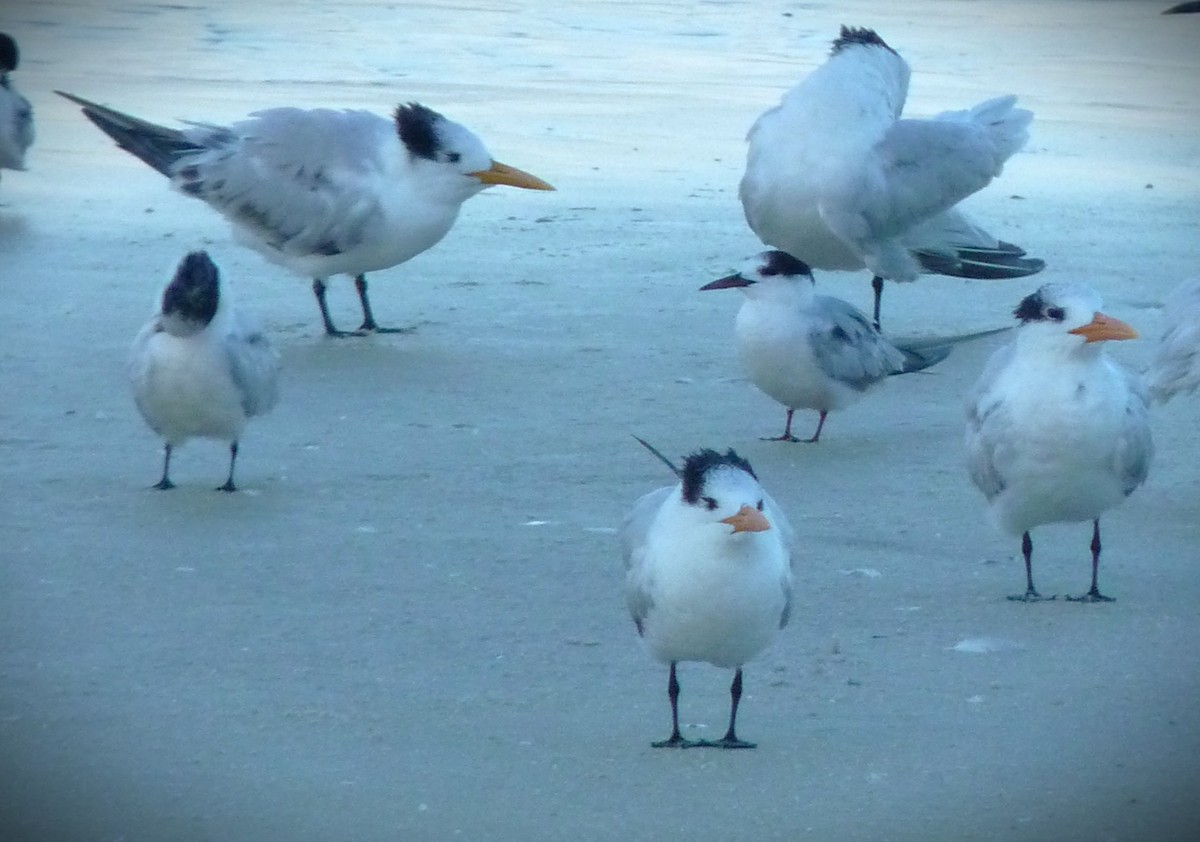 שחפית גדולה - ML646467526