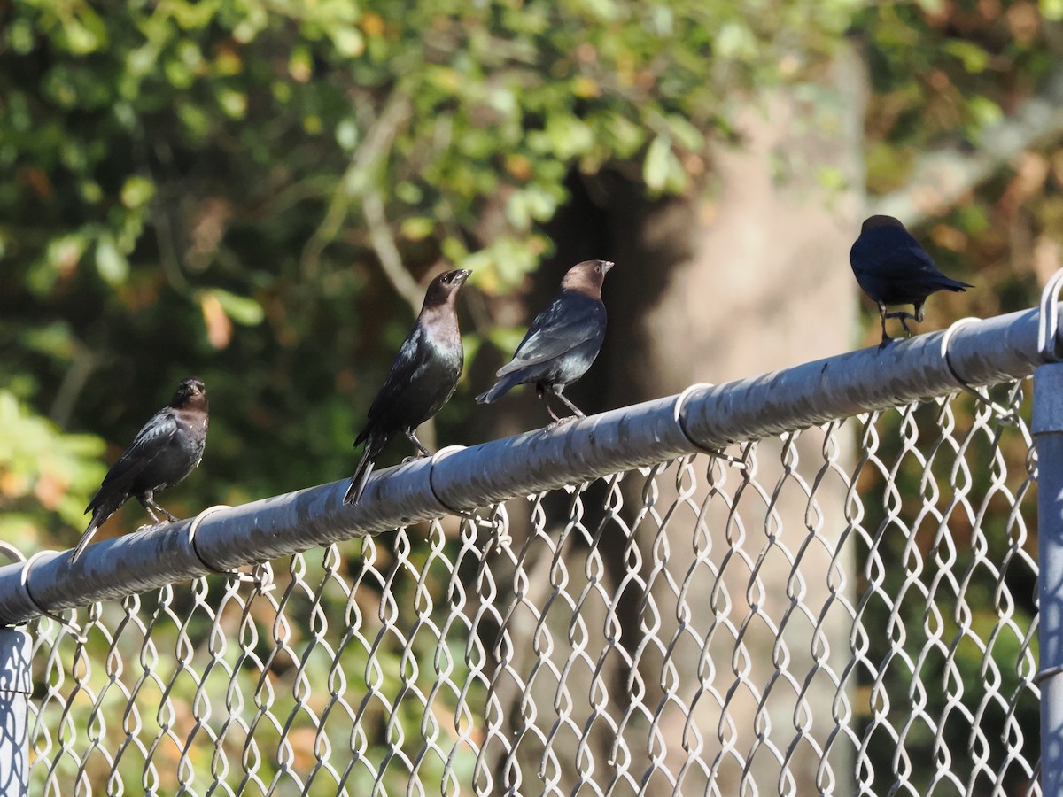 Braunkopf-Kuhstärling - ML646467527