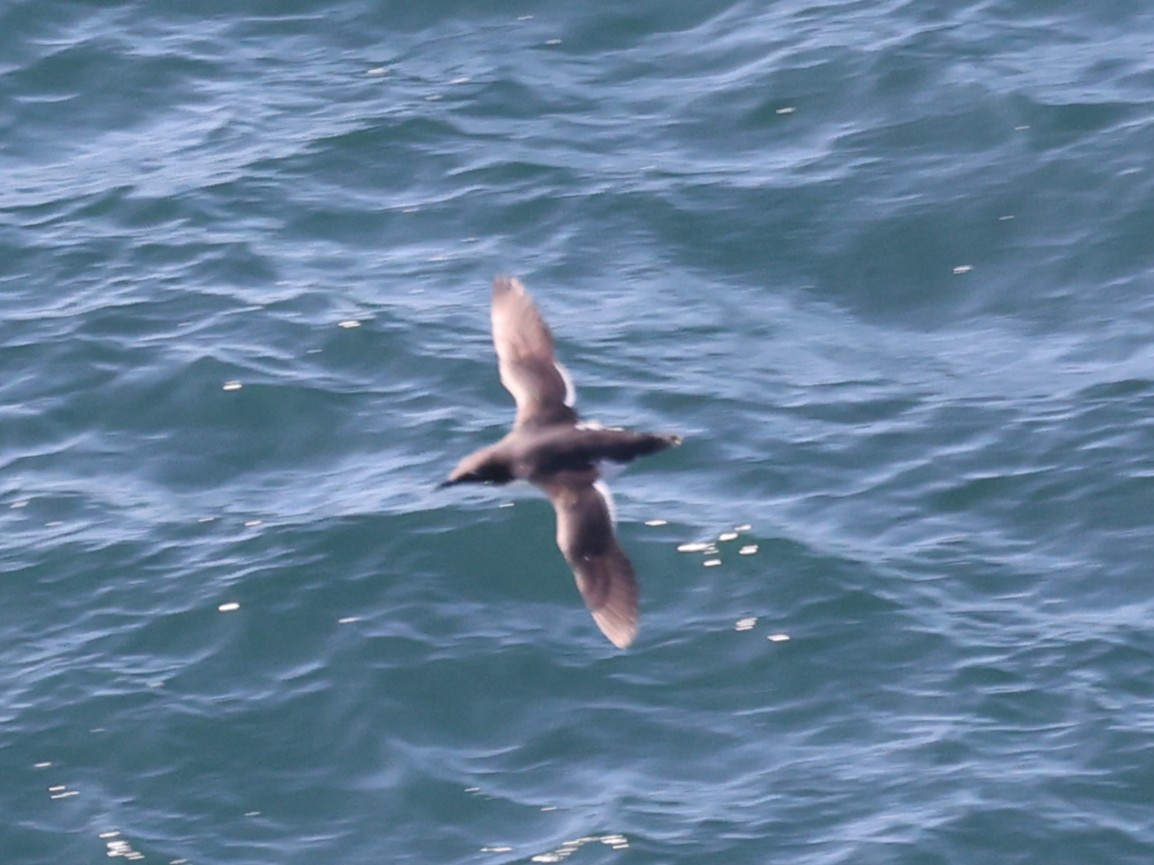 Common Murre - ML646467530