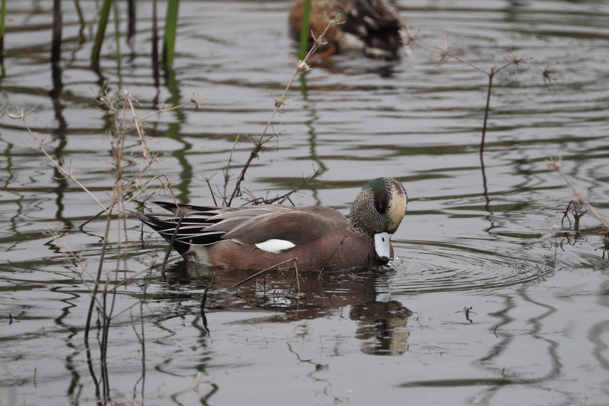 アメリカヒドリ - ML646467531