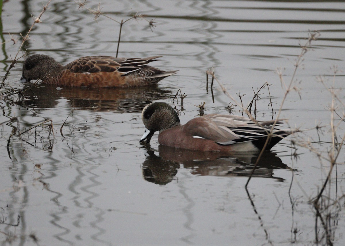 アメリカヒドリ - ML646467533