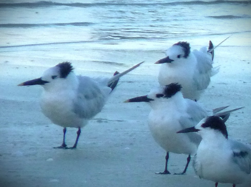 שחפית שחורת-מקור - ML646467535
