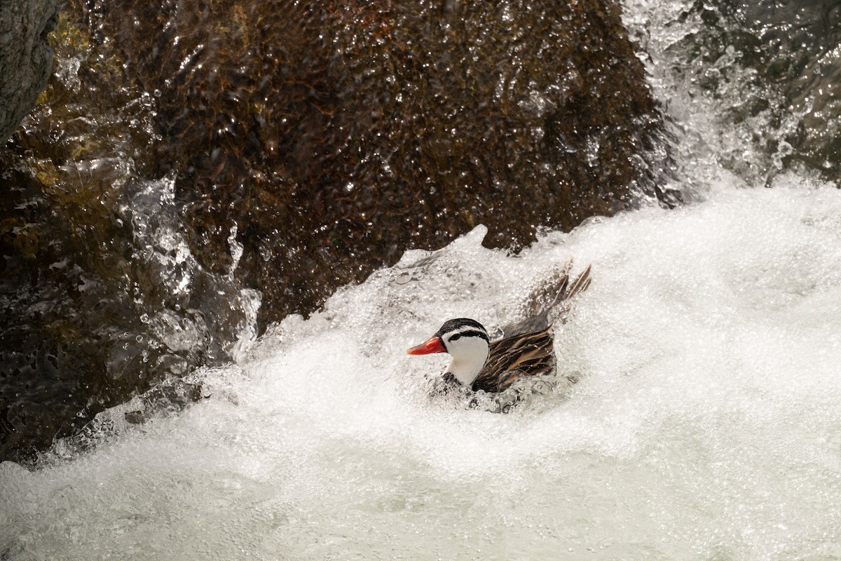 kachna bystřinná - ML646467537