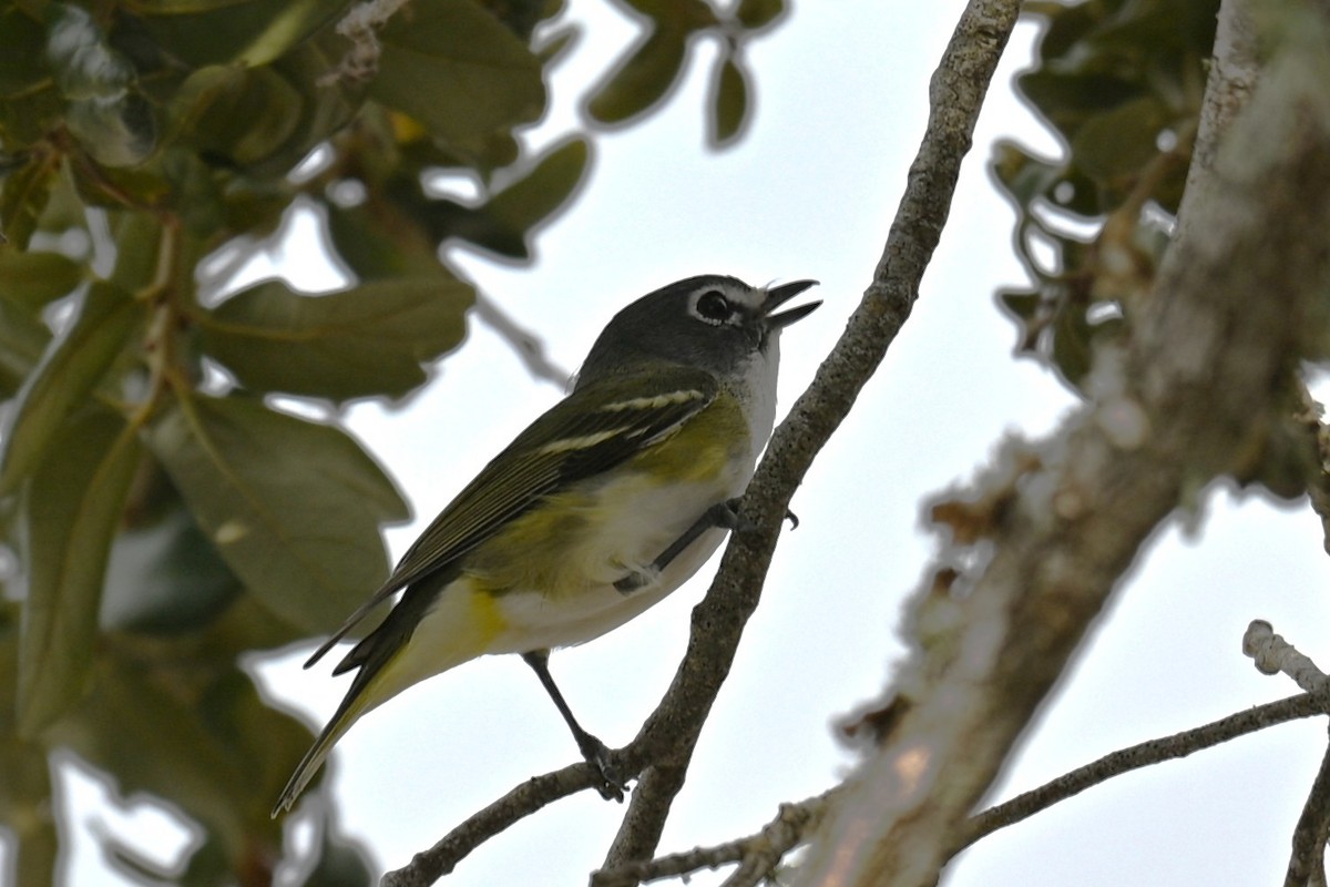 フタスジモズモドキ - ML646467541