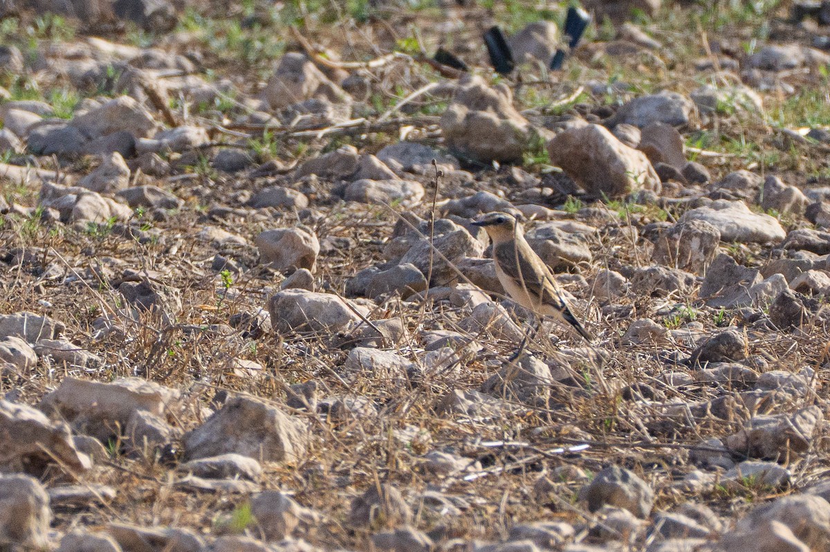 Culbianco - ML646467542