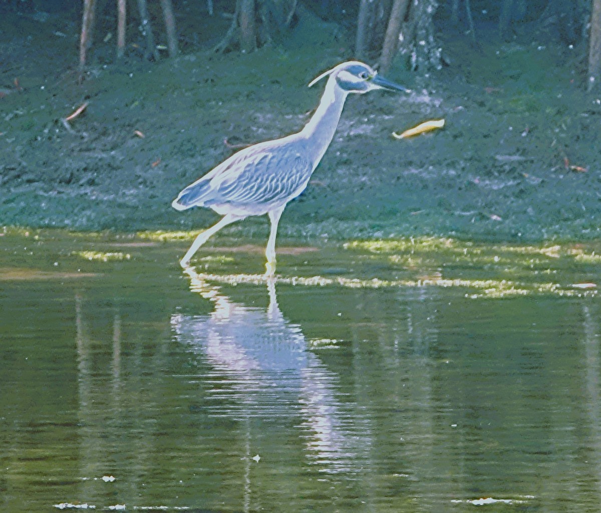 kvakoš žlutočelý - ML646467543