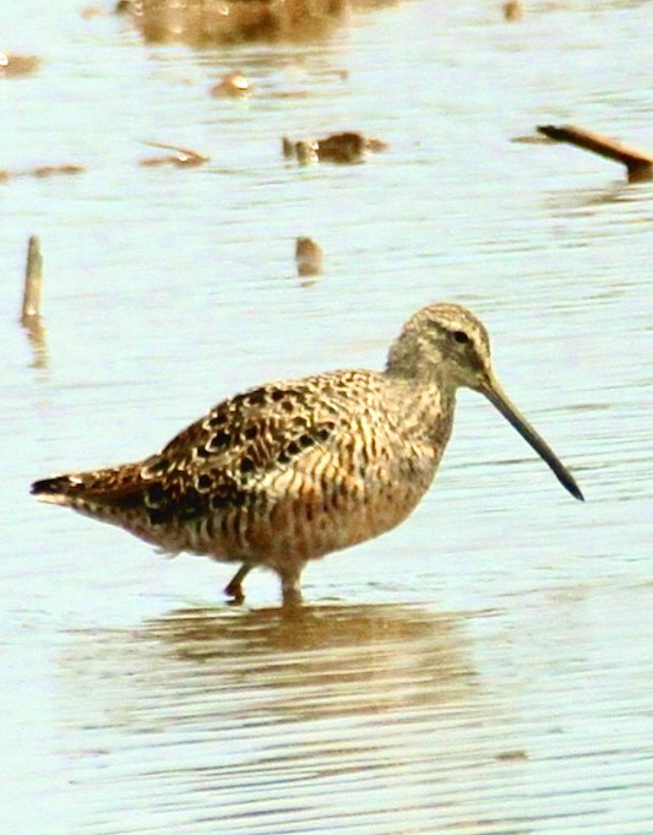 Tundraschlammläufer - ML646467544