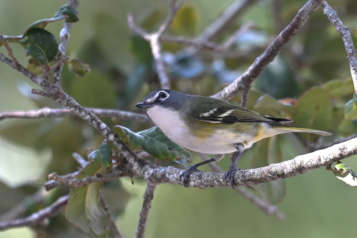 フタスジモズモドキ - ML646467545