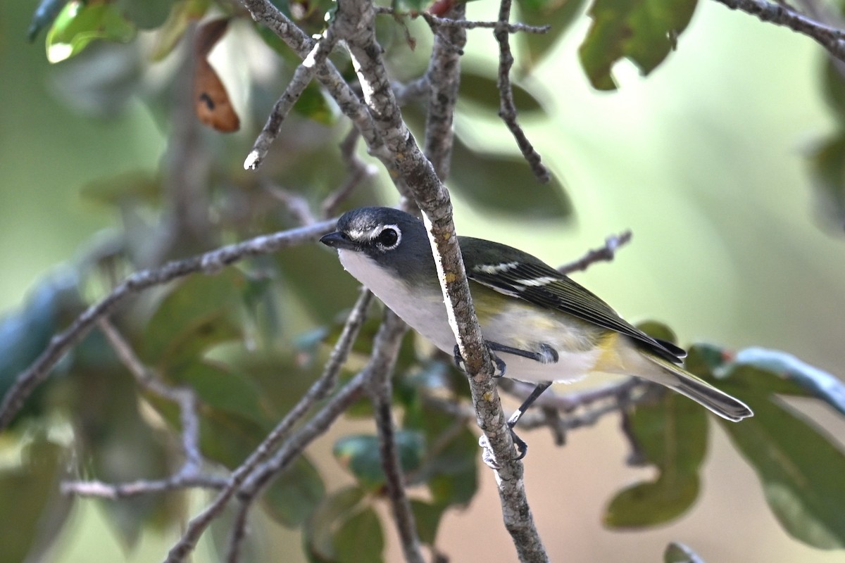 フタスジモズモドキ - ML646467553