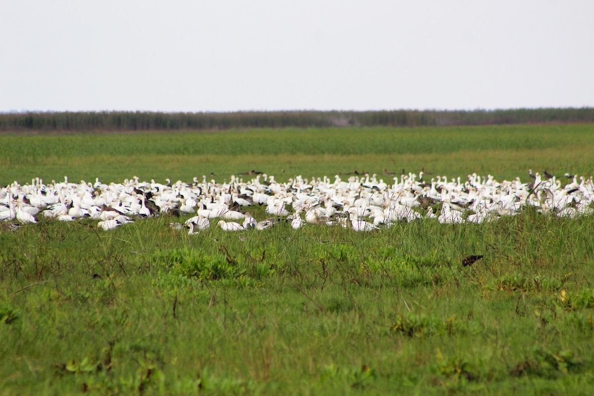 husa sněžní - ML646467554