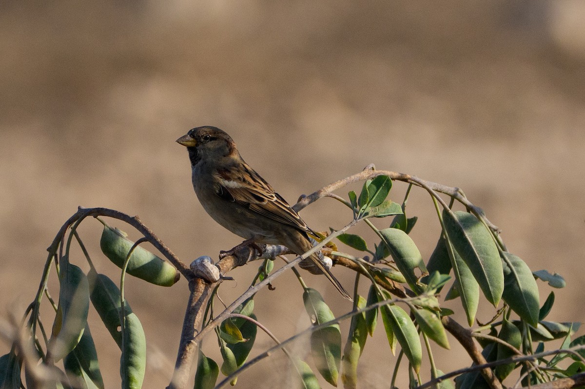 Passera oltremontana - ML646467557