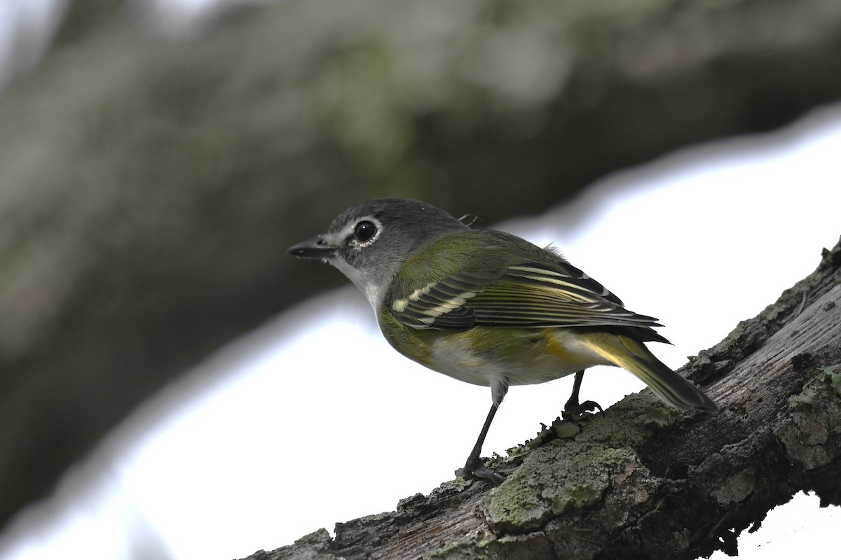 フタスジモズモドキ - ML646467559