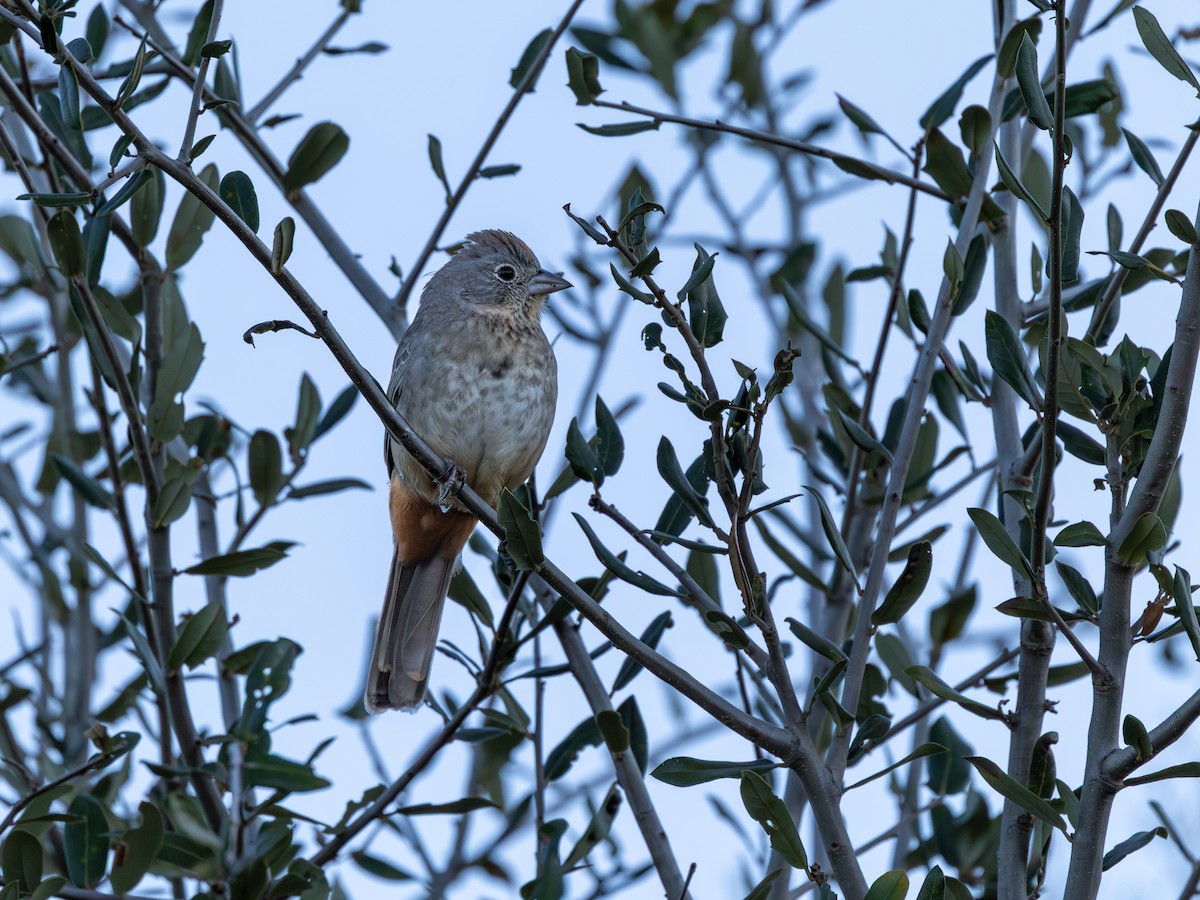 Canyon Towhee - ML646467560