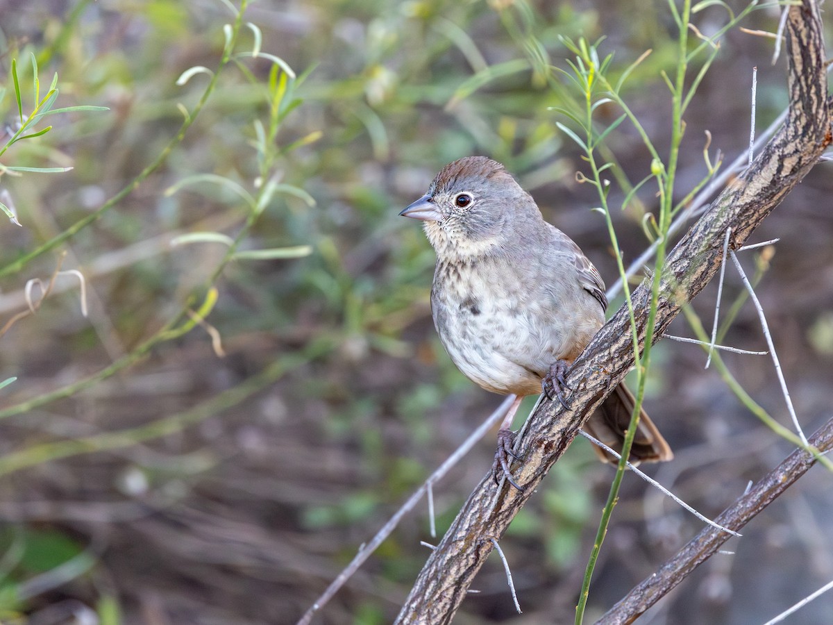 Canyon Towhee - ML646467561