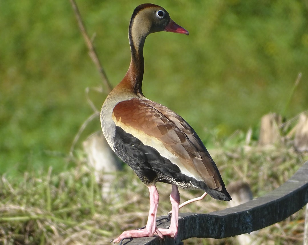 アカハシリュウキュウガモ - ML646467562