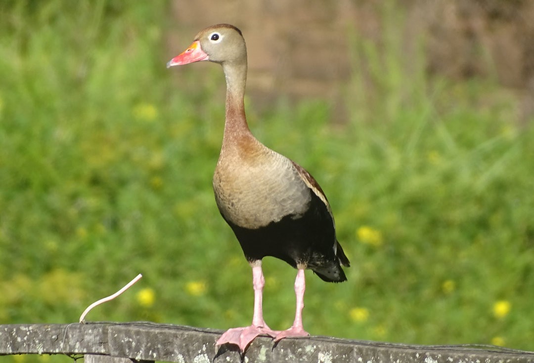 アカハシリュウキュウガモ - ML646467563