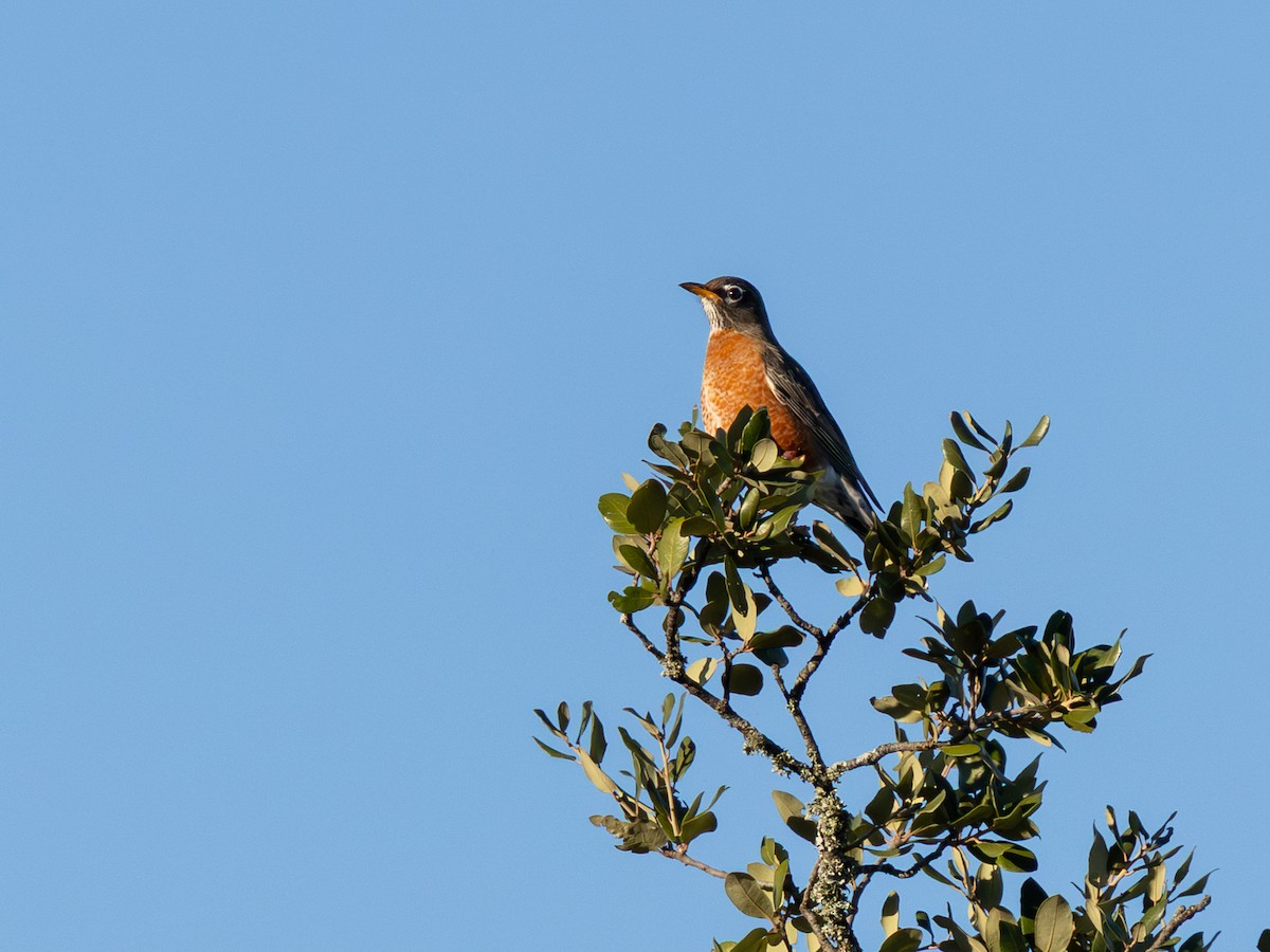 American Robin - ML646467564