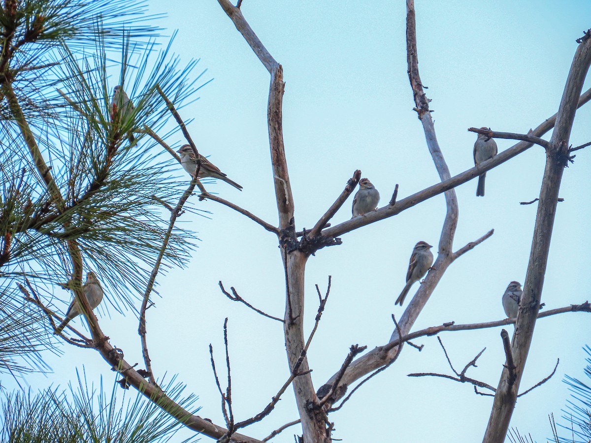 Chipping Sparrow - ML646467565