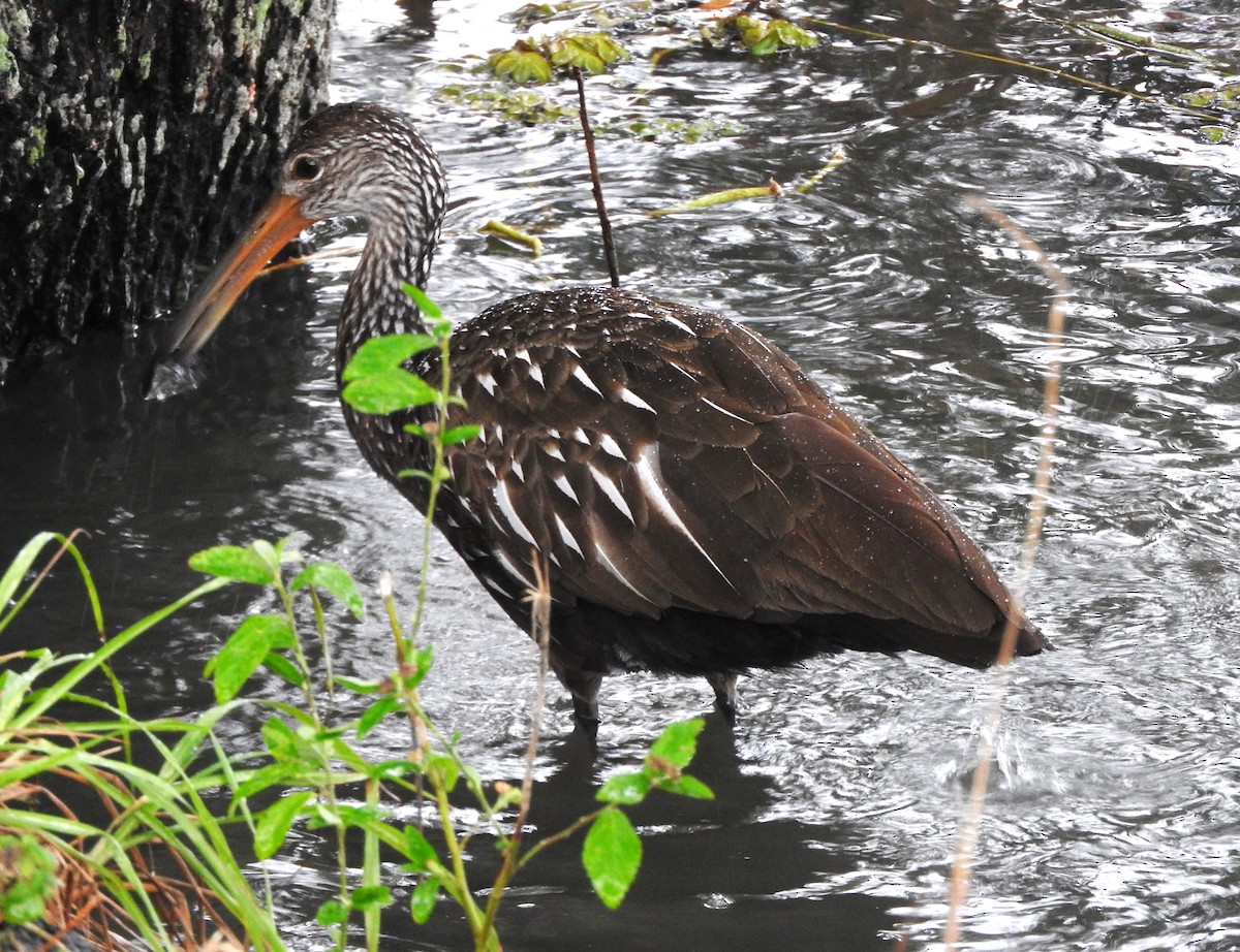 Limpkin - ML646467569