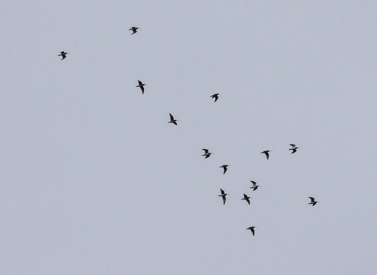 חרטומית ביצות - ML646467574