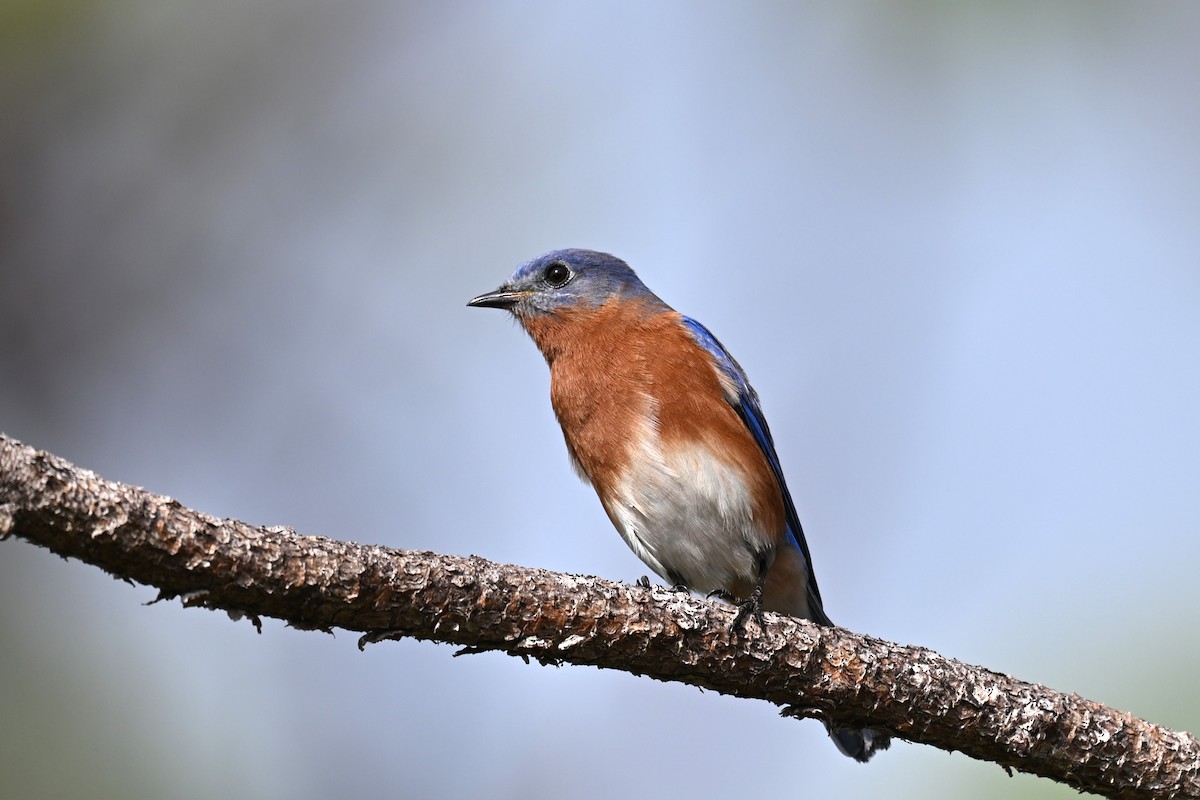 Eastern Bluebird - ML646467575