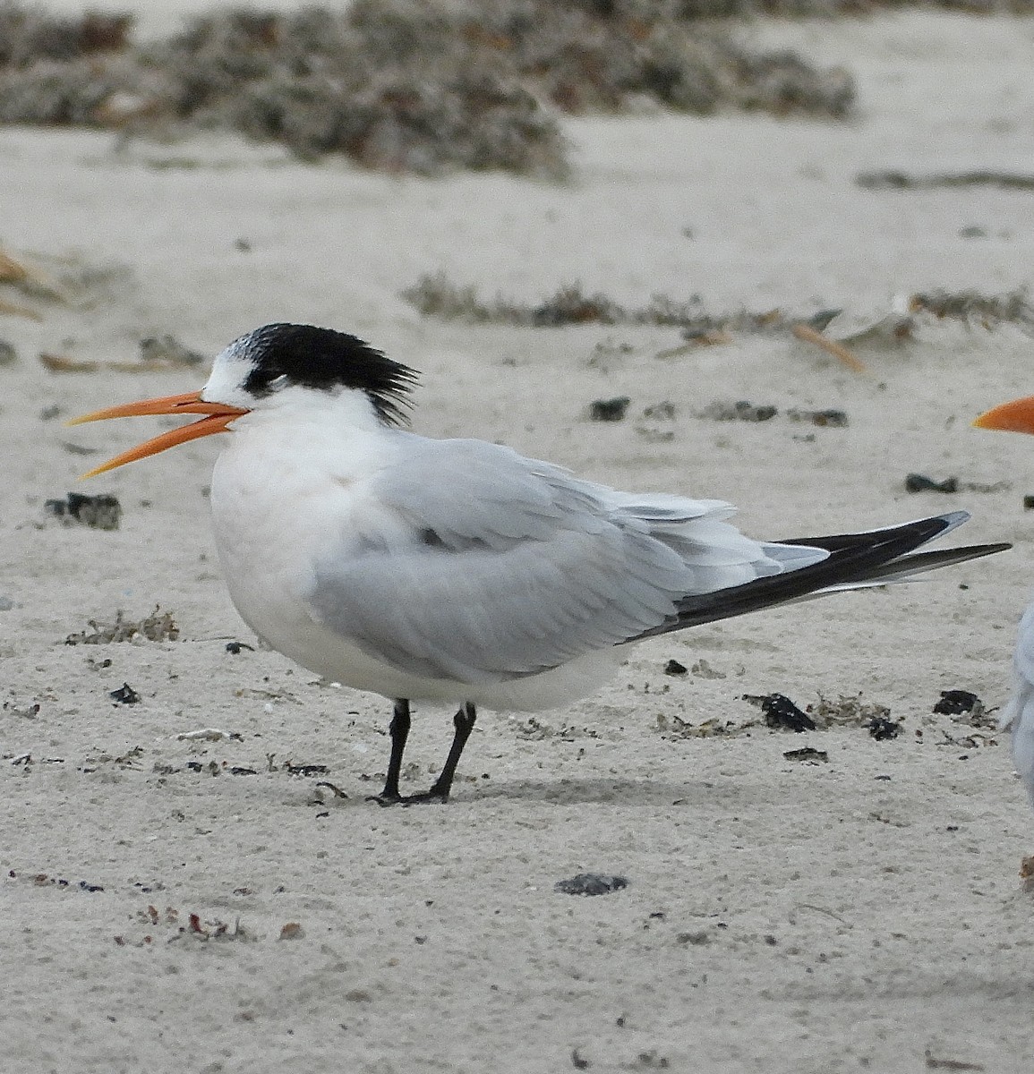 Elegant Tern - ML646467576