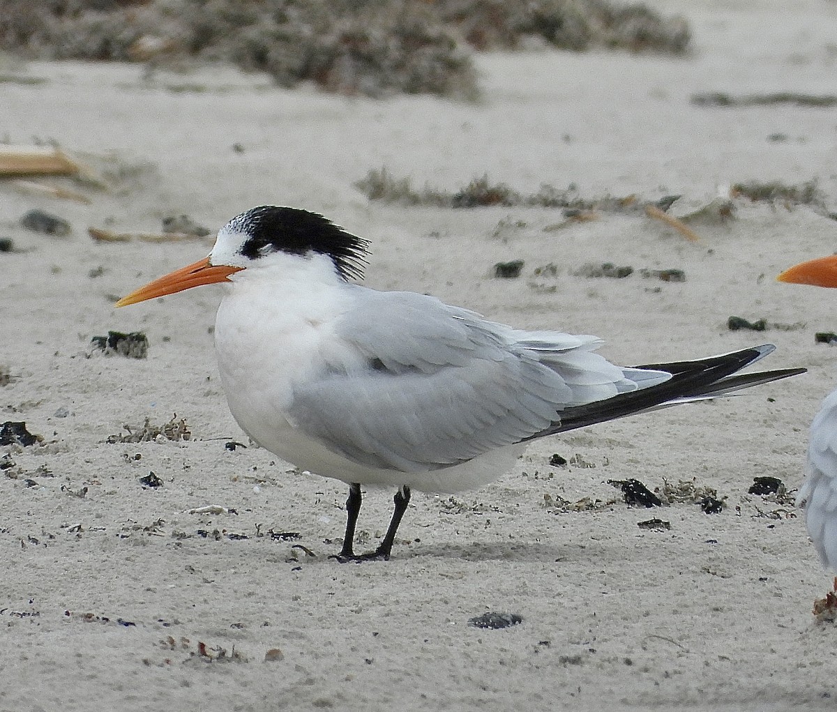 Elegant Tern - ML646467577