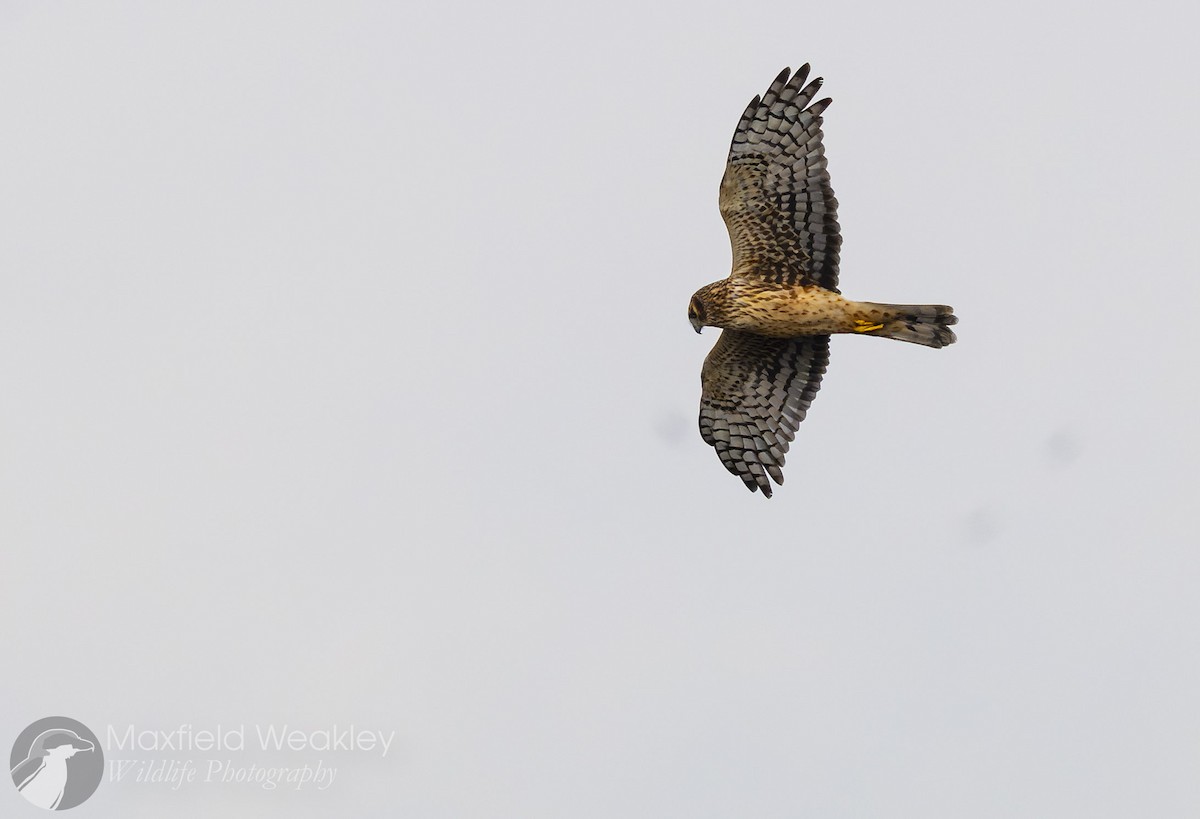 Northern Harrier - ML646467579