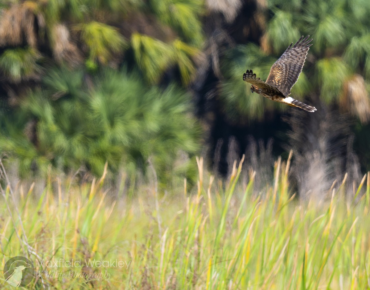 Northern Harrier - ML646467580