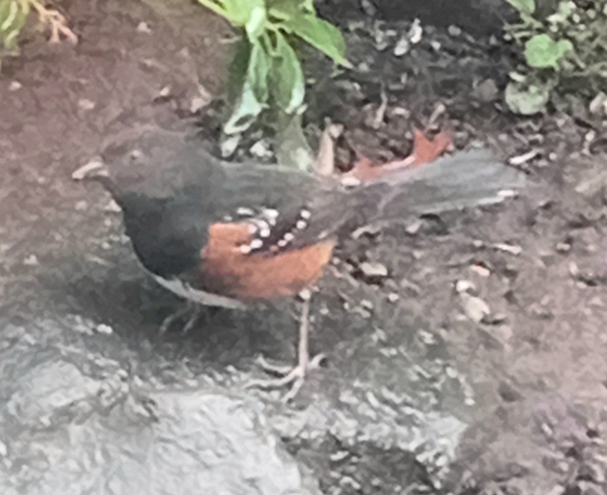 Spotted Towhee - ML646467581
