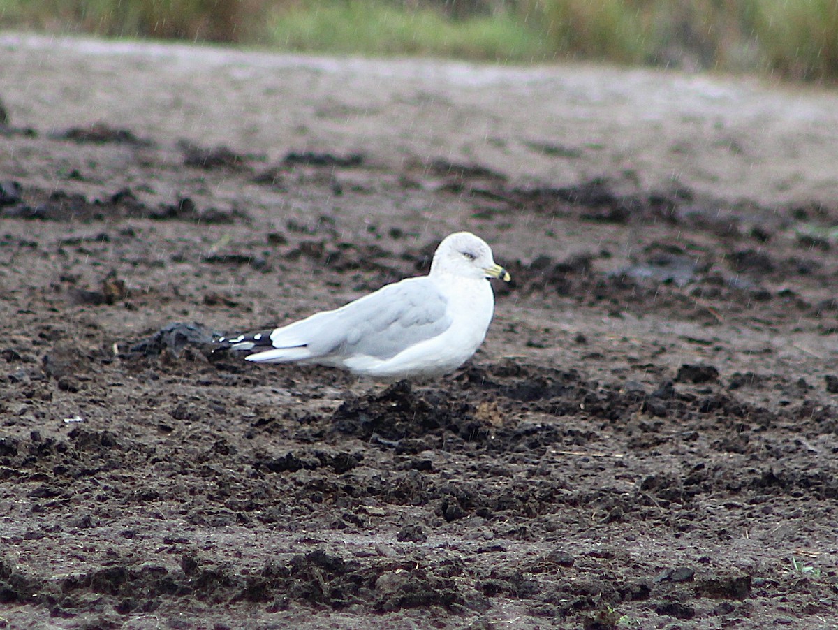 racek kroužkozobý - ML646467584