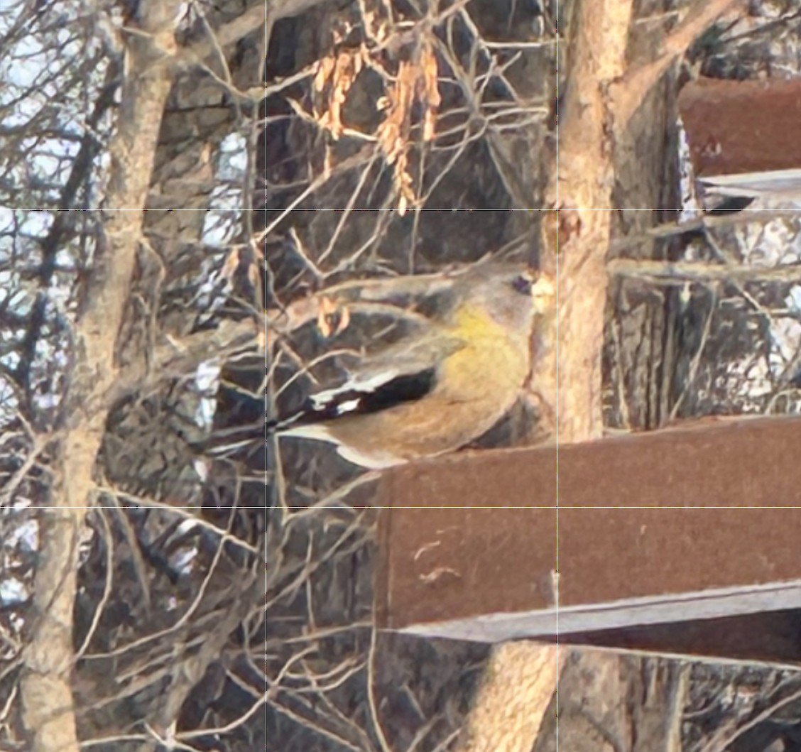 Evening Grosbeak - ML646467585
