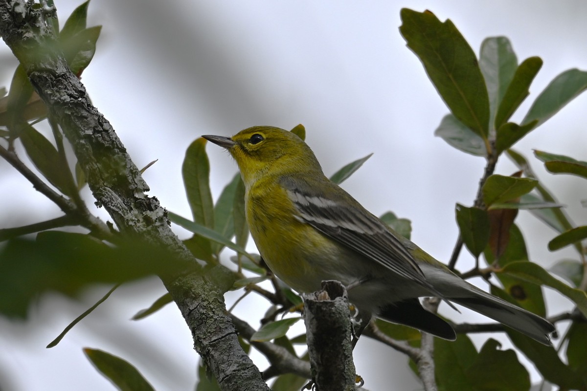 Pine Warbler - ML646467586