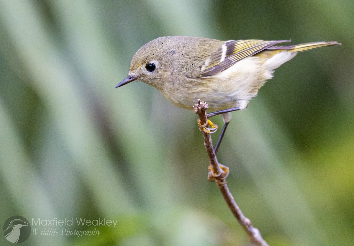Ruby-crowned Kinglet - ML646467587