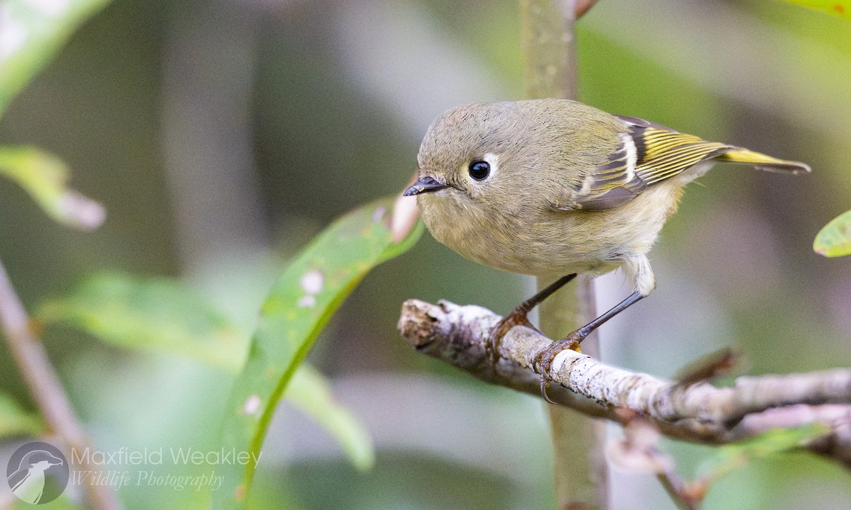Ruby-crowned Kinglet - ML646467588