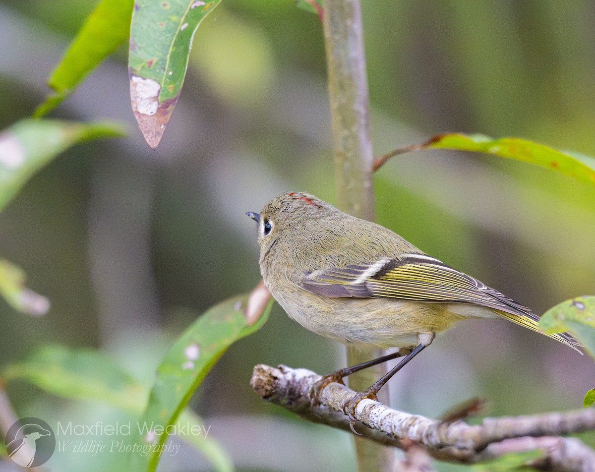 Ruby-crowned Kinglet - ML646467589