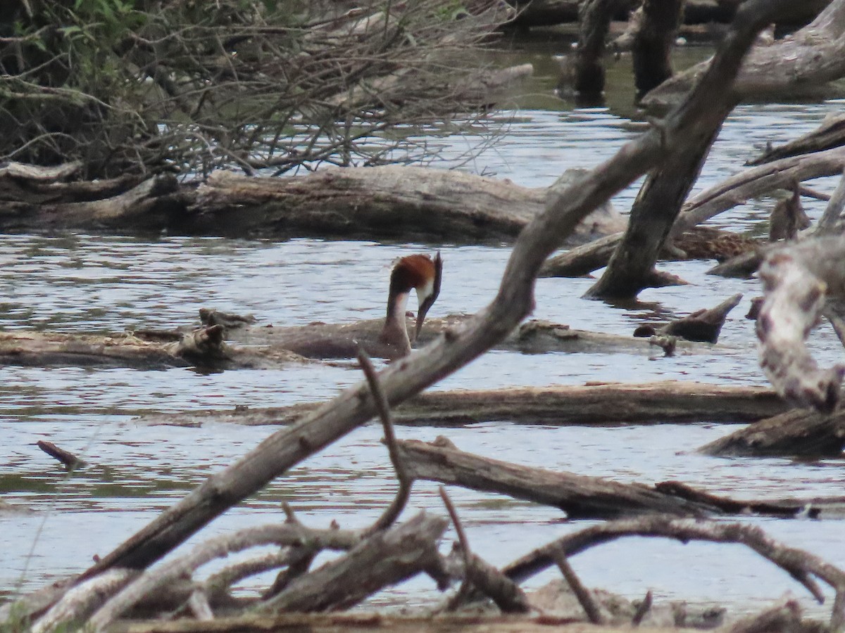 Great Crested Grebe - ML646467593