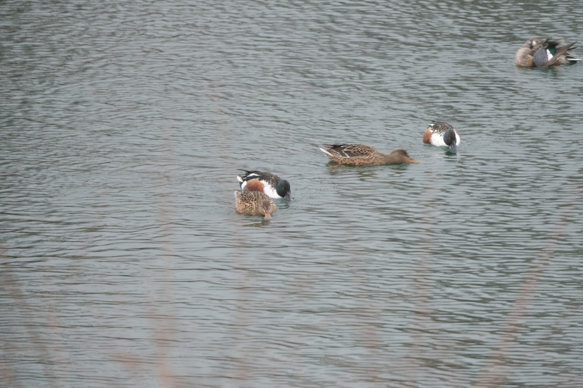 lžičák pestrý - ML646467594