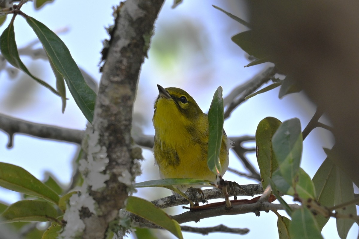 Pine Warbler - ML646467597