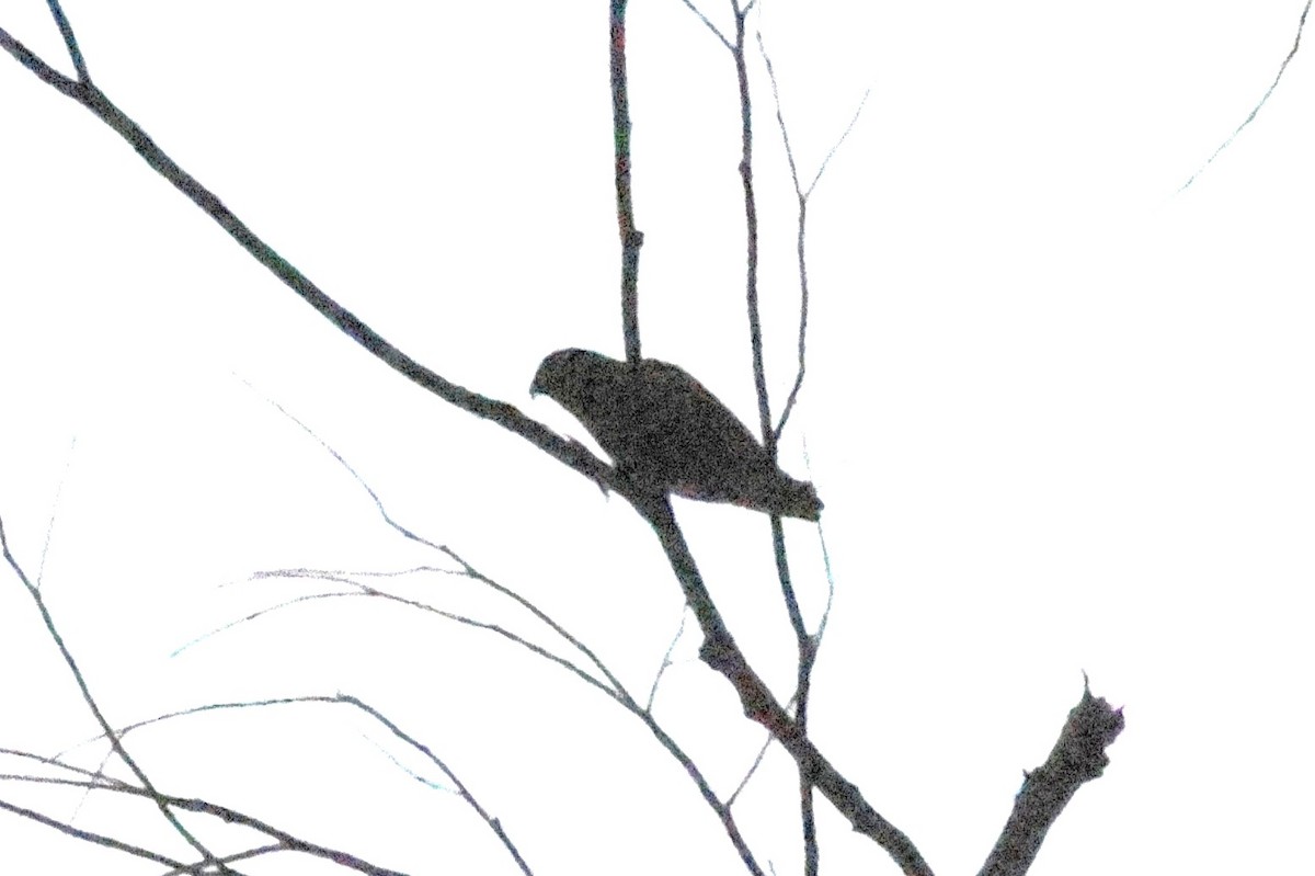 lorikul korunkatý - ML646467601