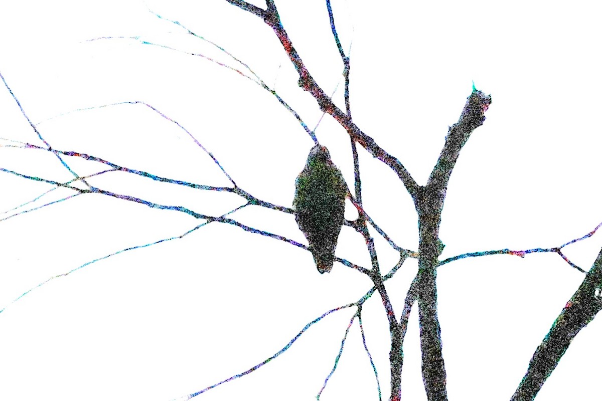 lorikul korunkatý - ML646467606