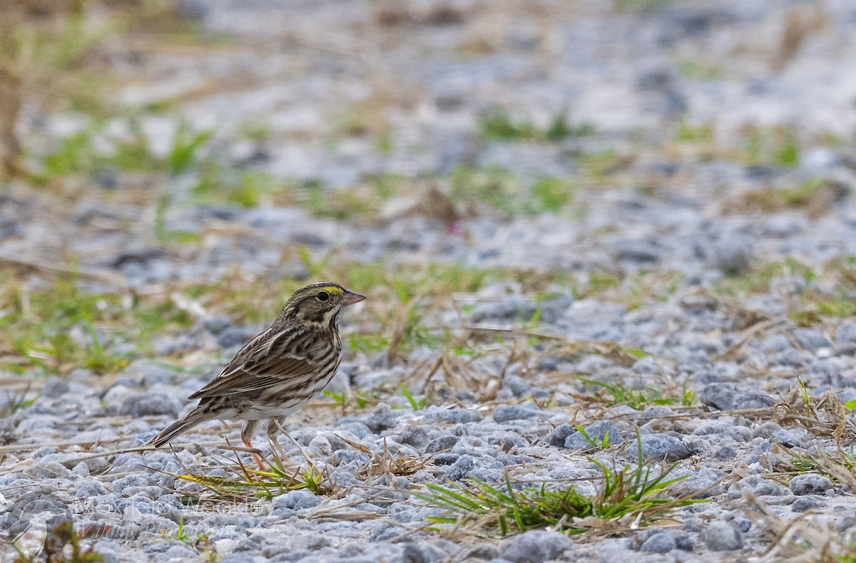 Chingolo Sabanero (grupo sandwichensis) - ML646467607