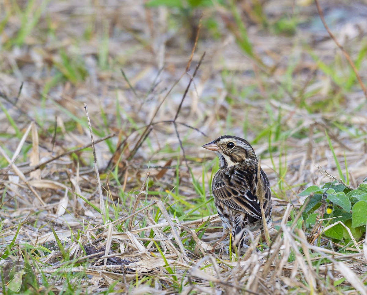 Chingolo Sabanero (grupo sandwichensis) - ML646467608