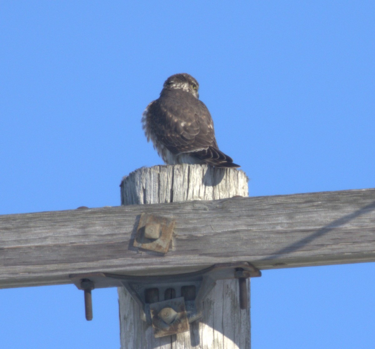 Merlin - ML646467609