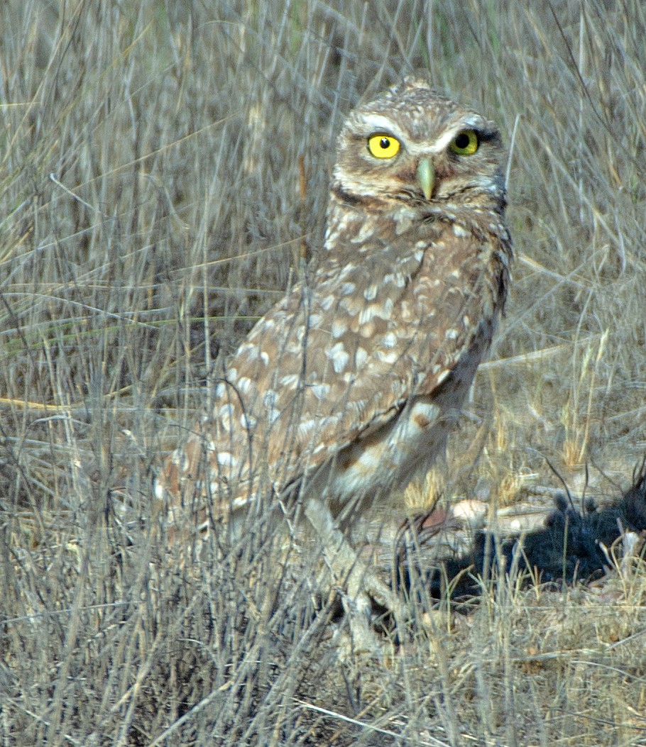 Burrowing Owl - ML646467611