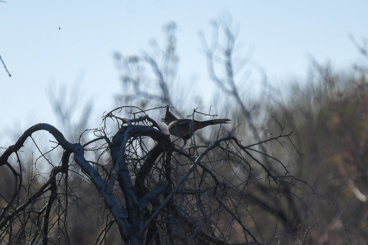Chiming Wedgebill - ML646467615
