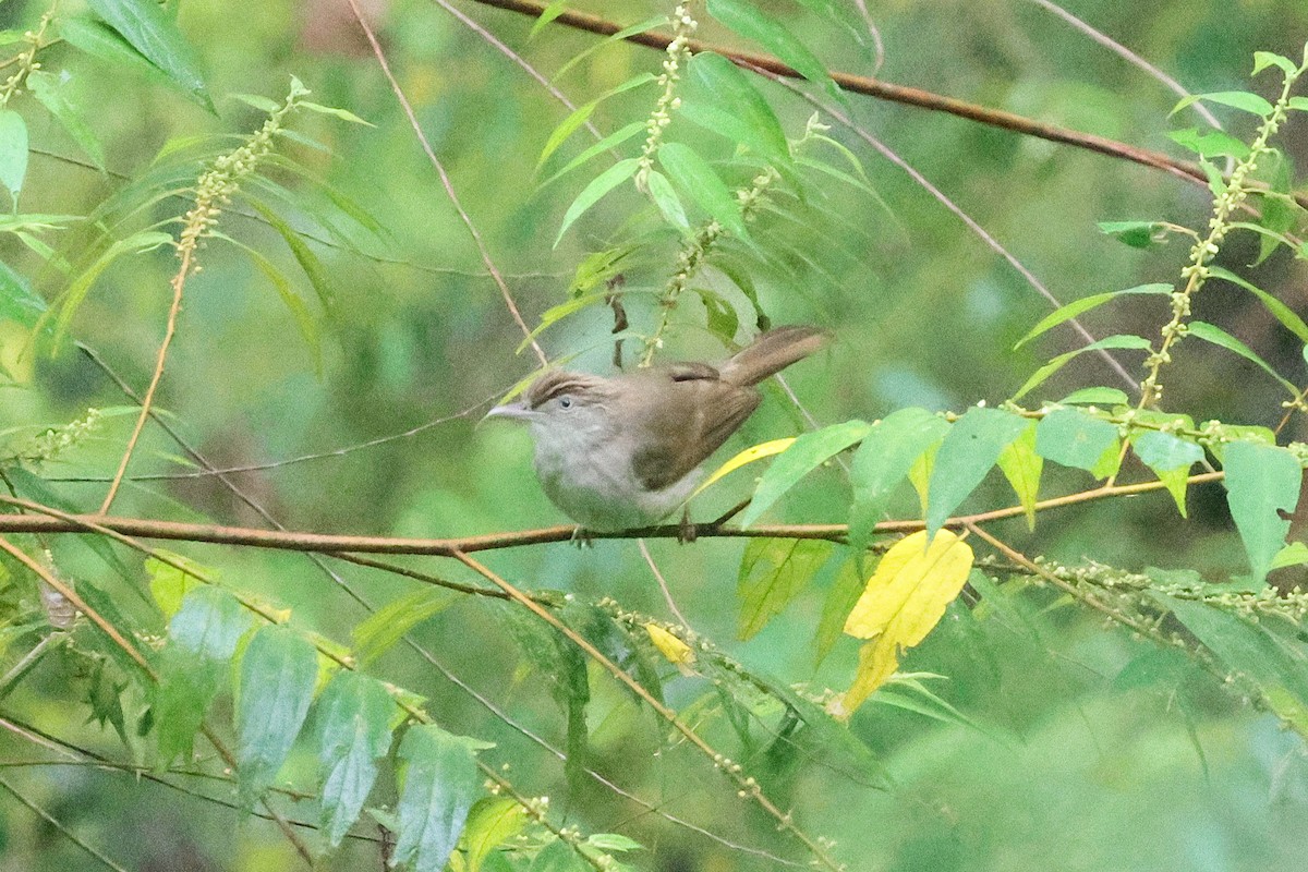 Buff-vented Bulbul - ML646467617