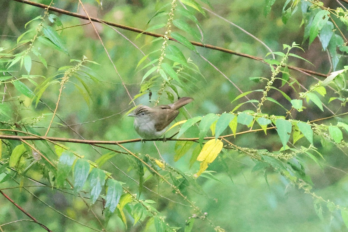 Buff-vented Bulbul - ML646467618