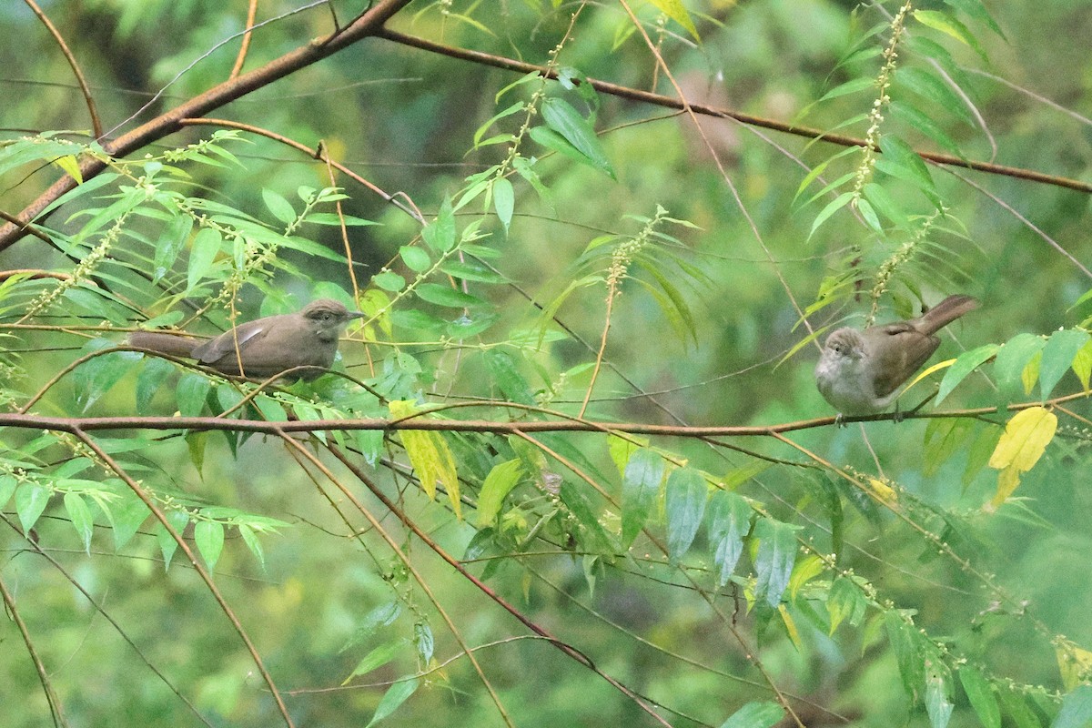 Buff-vented Bulbul - ML646467619